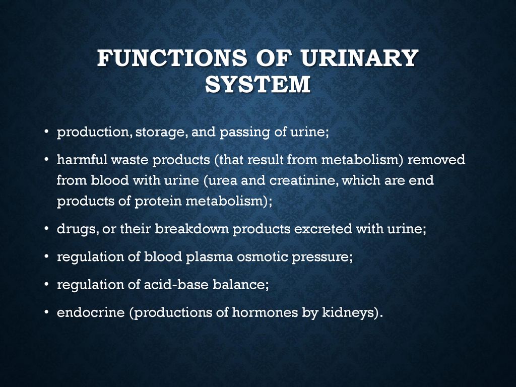 URINARY SYSTEM. - ppt download