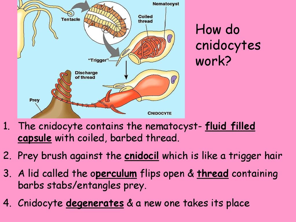 DAILY QUIZ What two traits make cnidarians more complex than ...