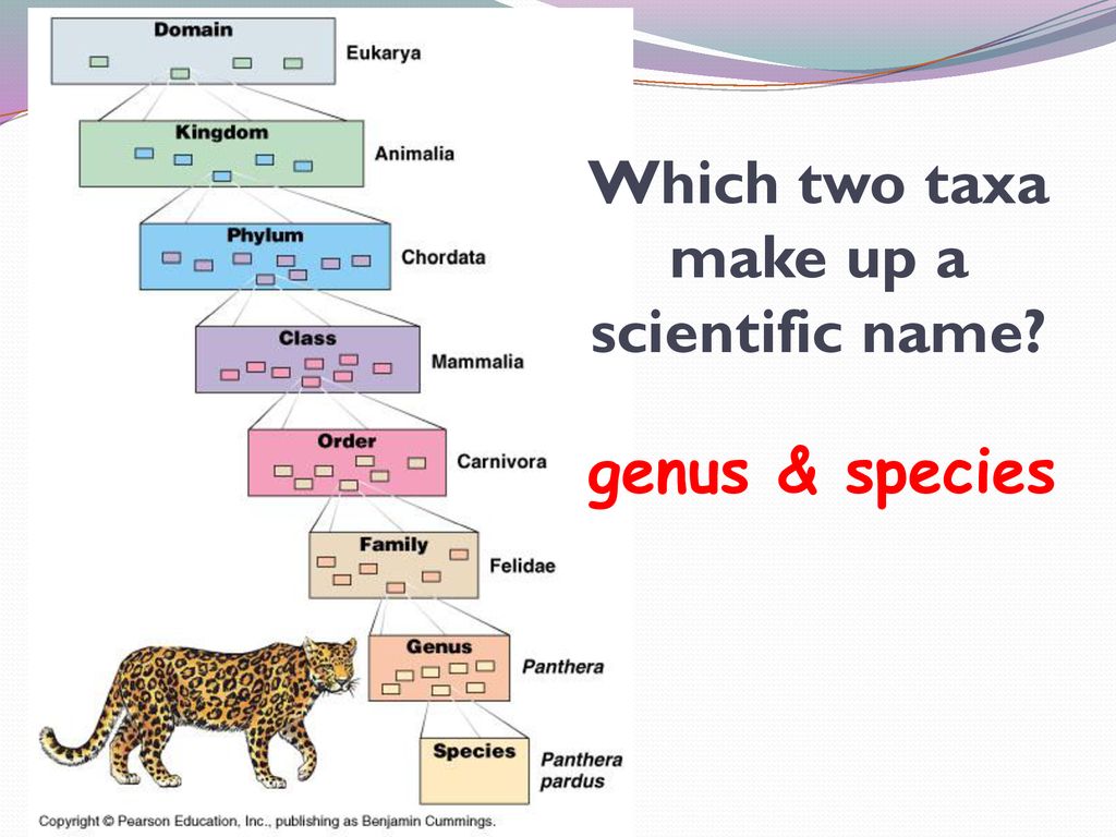 Classification. - ppt download