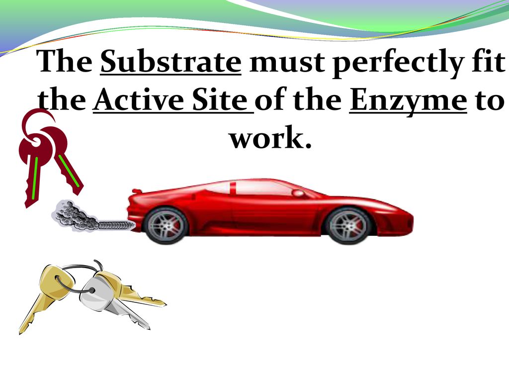 The Substrate must perfectly fit the Active Site of the Enzyme to work.