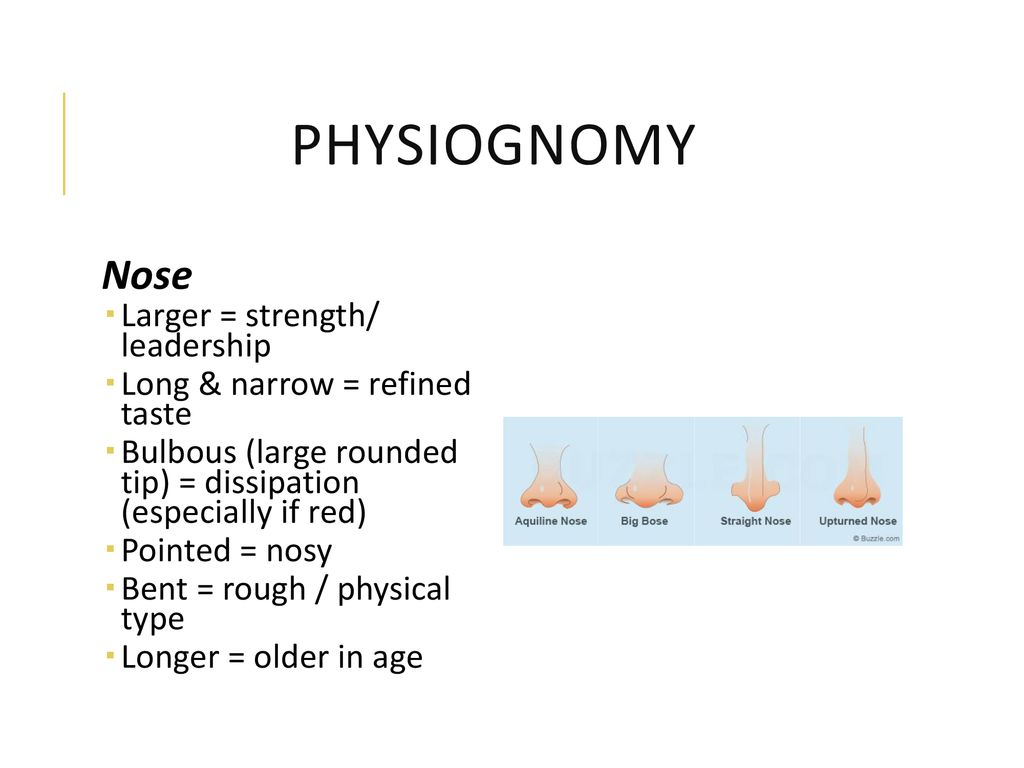Physiognomy Nose Larger = strength/ leadership