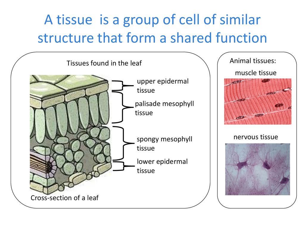 A tissue is a group of cell of similar structure that form a shared function