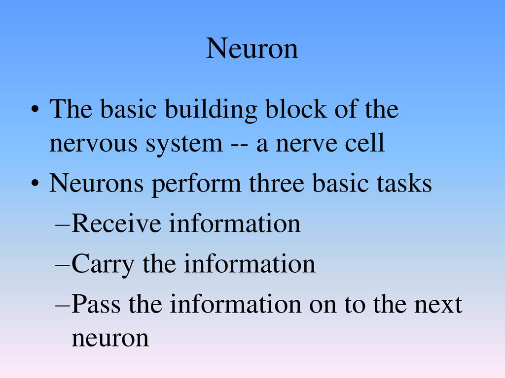The Nervous System Neural Anatomy ppt download