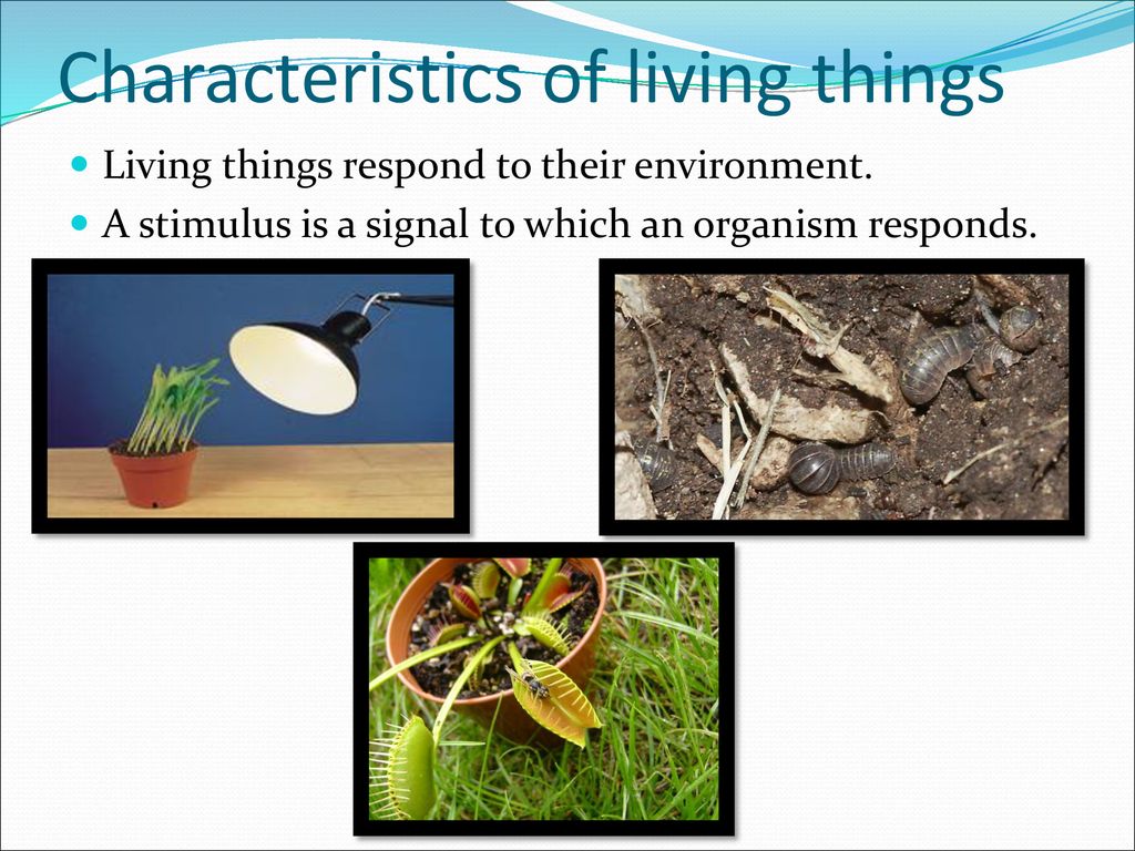 Chapter 1: The Nature of Life - ppt download