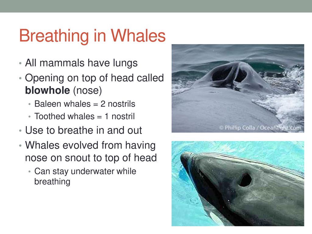 Whale Adaptations & Behaviors - ppt download