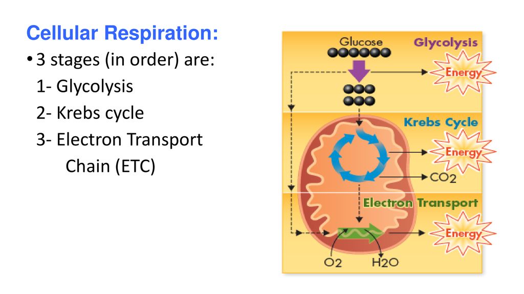 Energy Flow in Ecosystems: Photosynthesis and Cellular Respiration ...