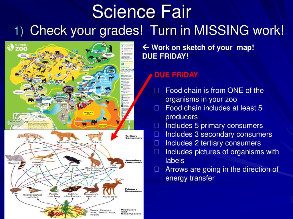 DO: Today we will create a crazy creature Biology Diagrams