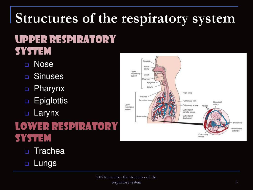 2.05 Remember the structures of the respiratory system - ppt download