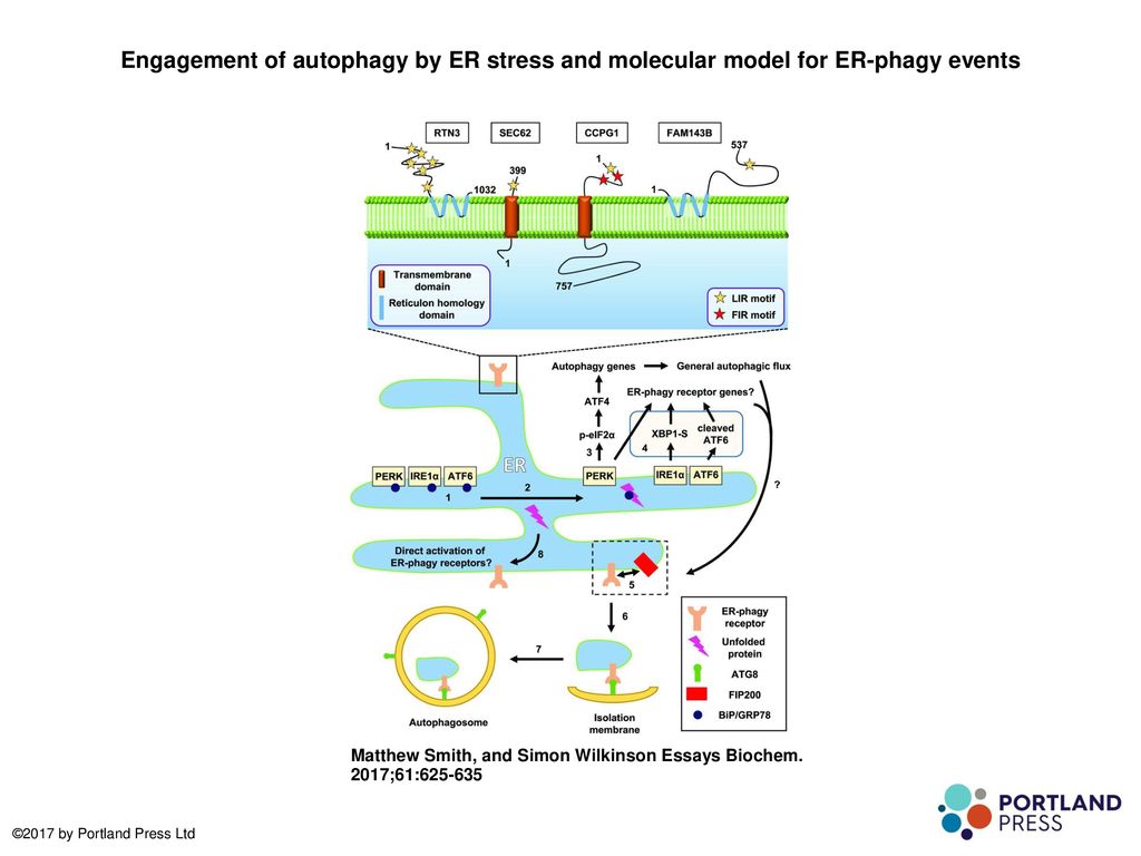 Exploring The Three Effector Pathways In Mammalian Upr Ire1 Course Hero