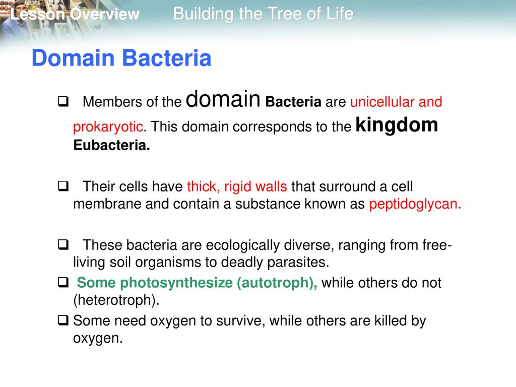 18 3 Building The Tree Of Life Ppt Download