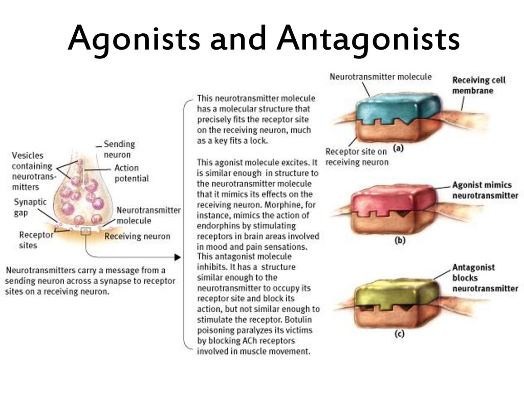 Its blocked. Агонист и антагонист. Кожа рецепторы головной мозг. Agonist перевертыш. Агонист и антагонист в биологии.
