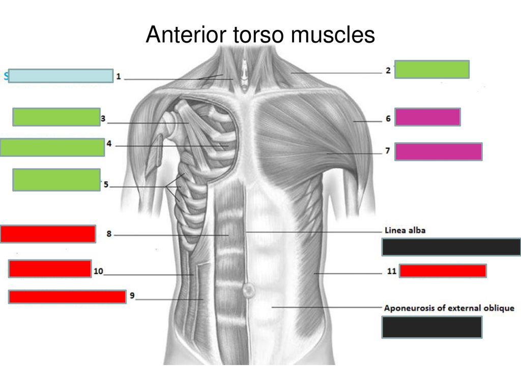 Muscles Of The Torso Ppt Download