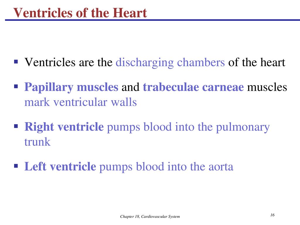 The Cardiovascular System The Heart Anatomy Ppt Download