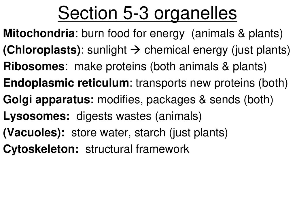 Section 5-3 organelles Mitochondria: burn food for energy (animals & plants) (Chloroplasts): sunlight  chemical energy (just plants)