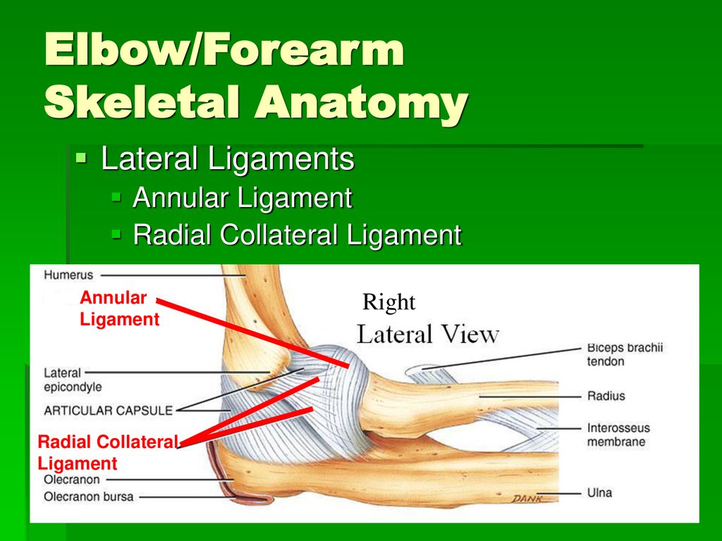 Elbow/Forearm Skeletal Anatomy - ppt download