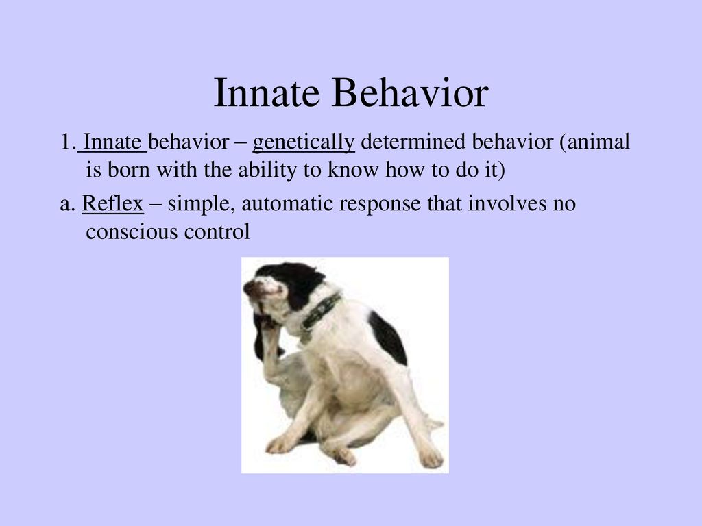 Animal Behavior. - ppt download