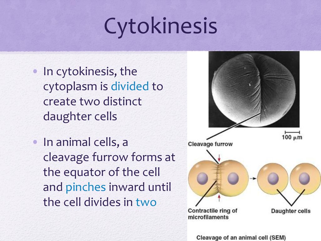 Cell Division Biology Diagrams
