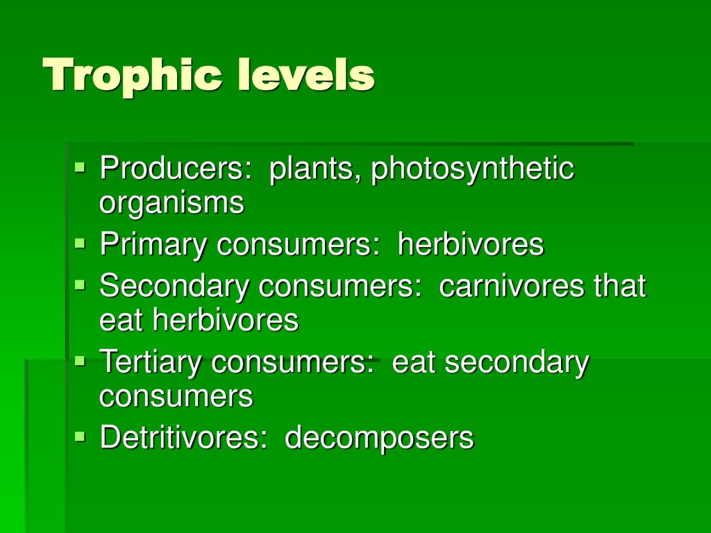 What Kinds Of Organisms Perform Photosynthesis