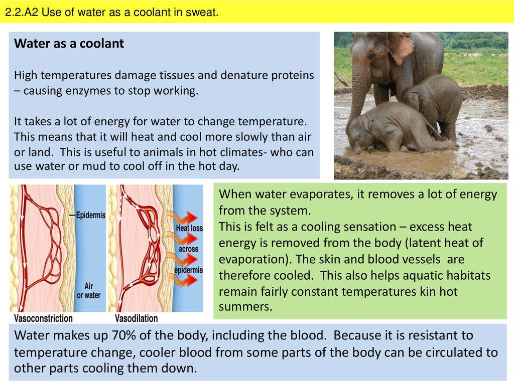 2.2.A2 Use of water as a coolant in sweat.