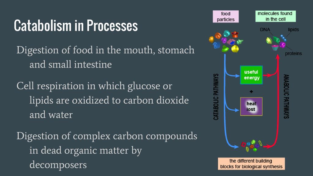 Catabolism in Processes