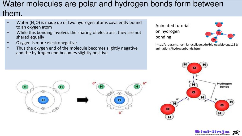 Water molecules are polar and hydrogen bonds form between them.