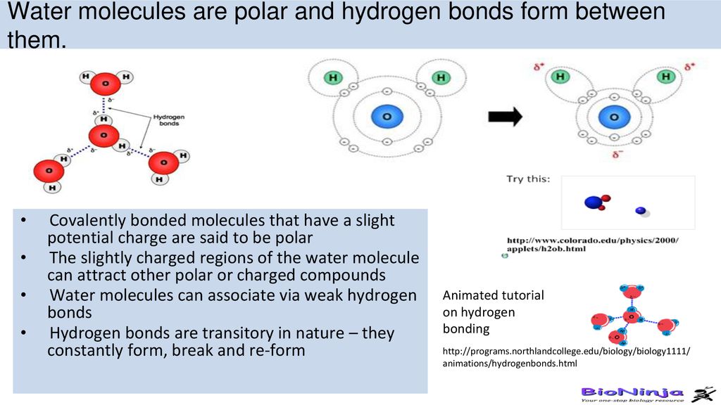 Water molecules are polar and hydrogen bonds form between them.