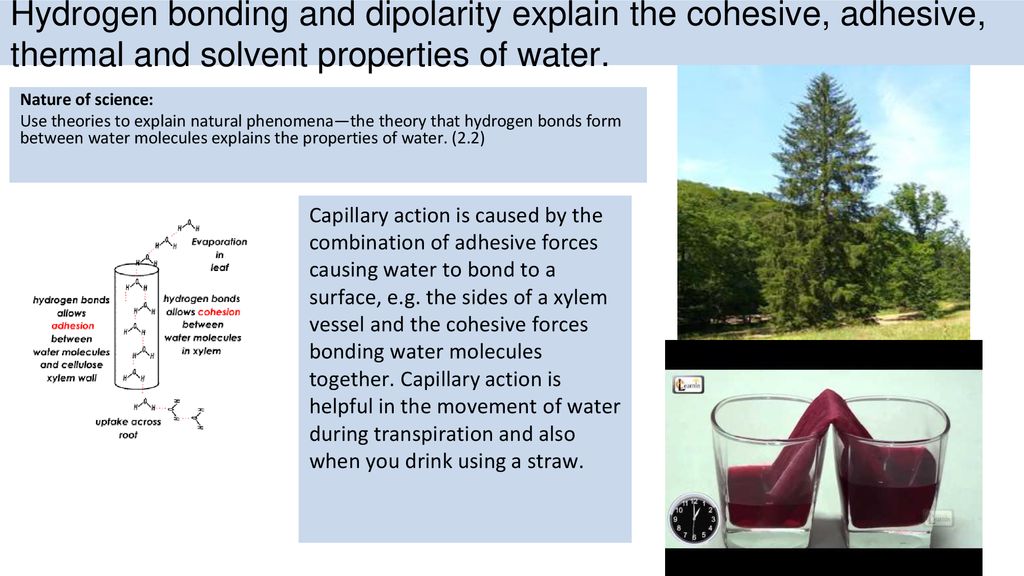 Hydrogen bonding and dipolarity explain the cohesive, adhesive, thermal and solvent properties of water.