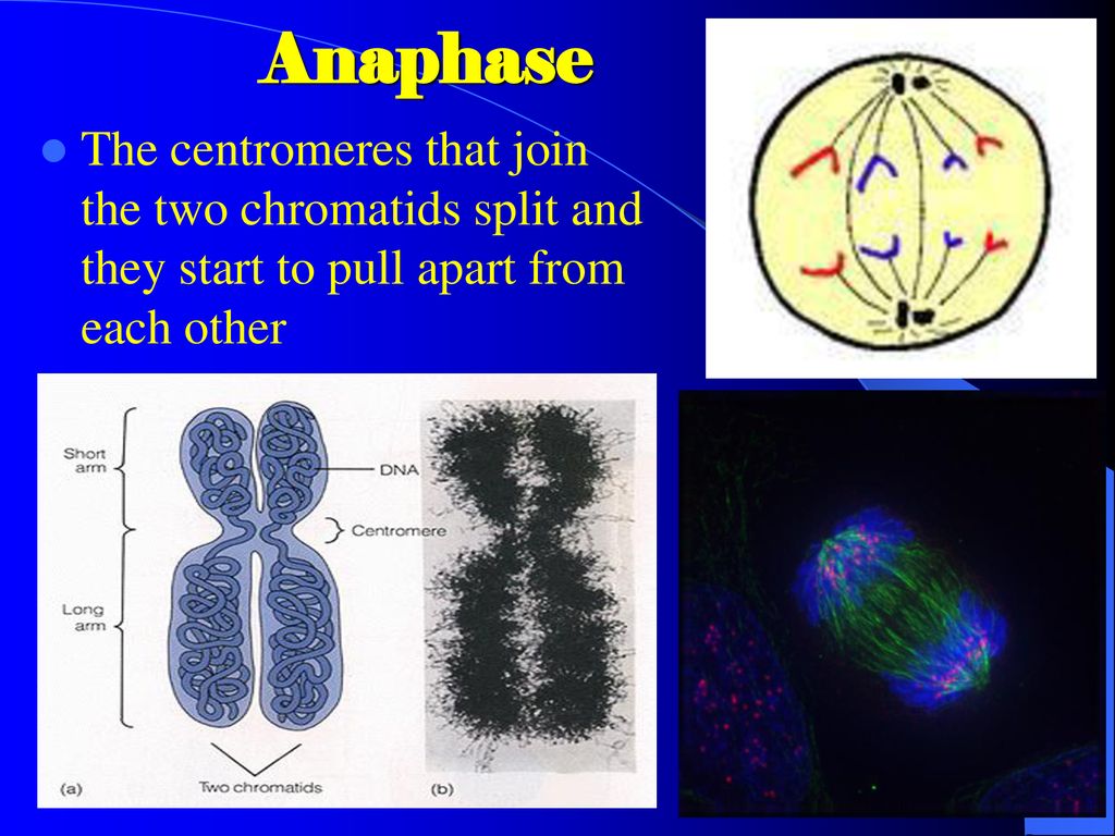 Mitosis (cell division) Biology Diagrams