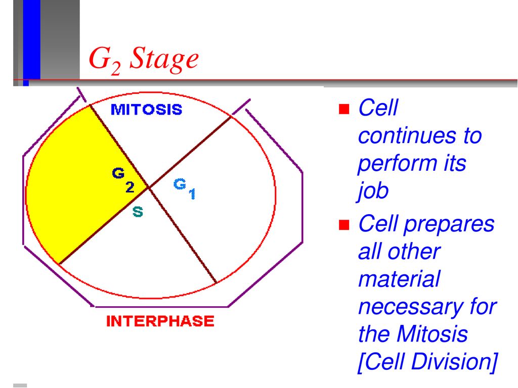 The Life Cycle of the Cell and Mitosis Biology Diagrams