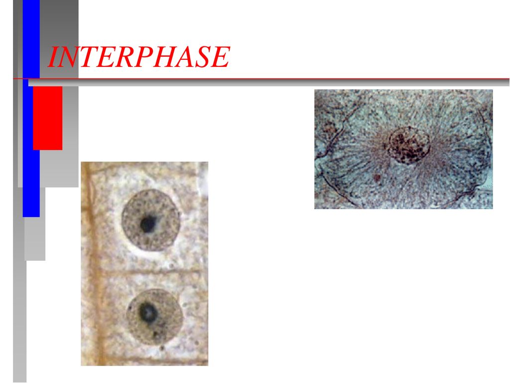 The Life Cycle of the Cell and Mitosis Biology Diagrams