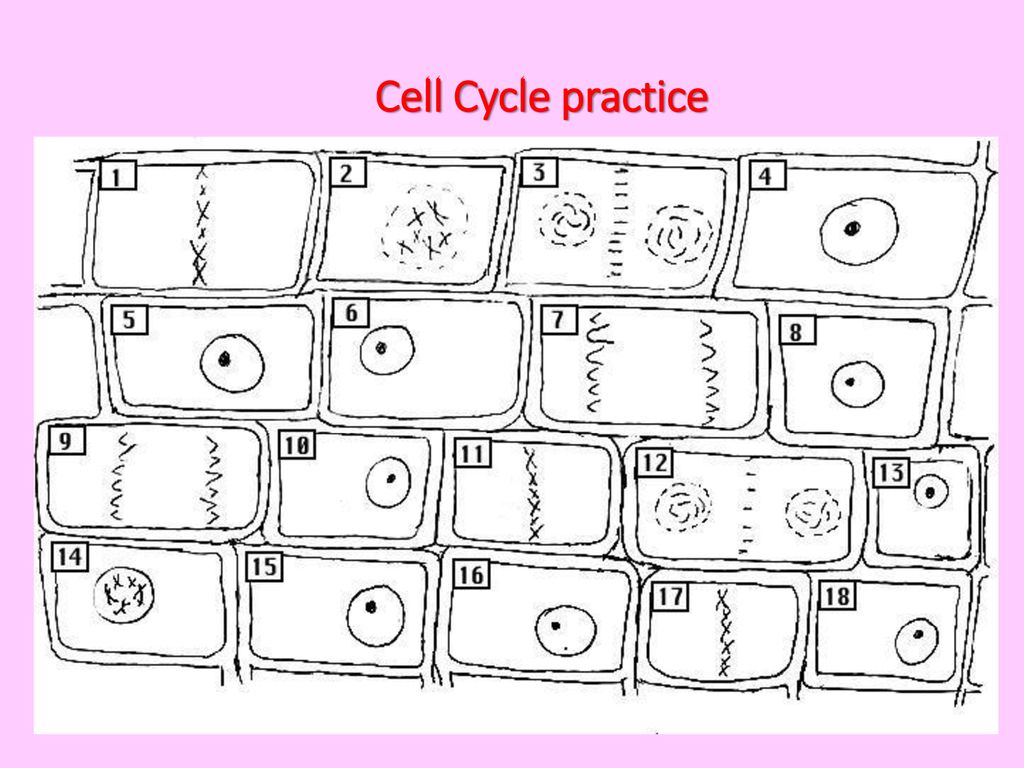 Cell Cycle Notes. Biology Diagrams