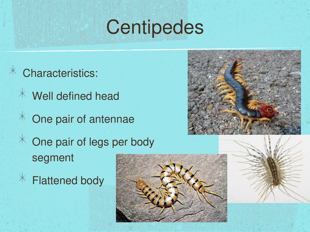Centipedes Characteristics: Well defined head One pair of antennae