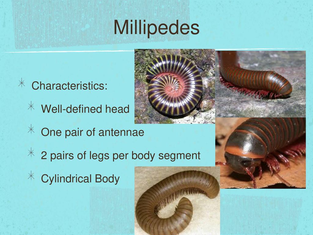 Millipedes Characteristics: Well-defined head One pair of antennae