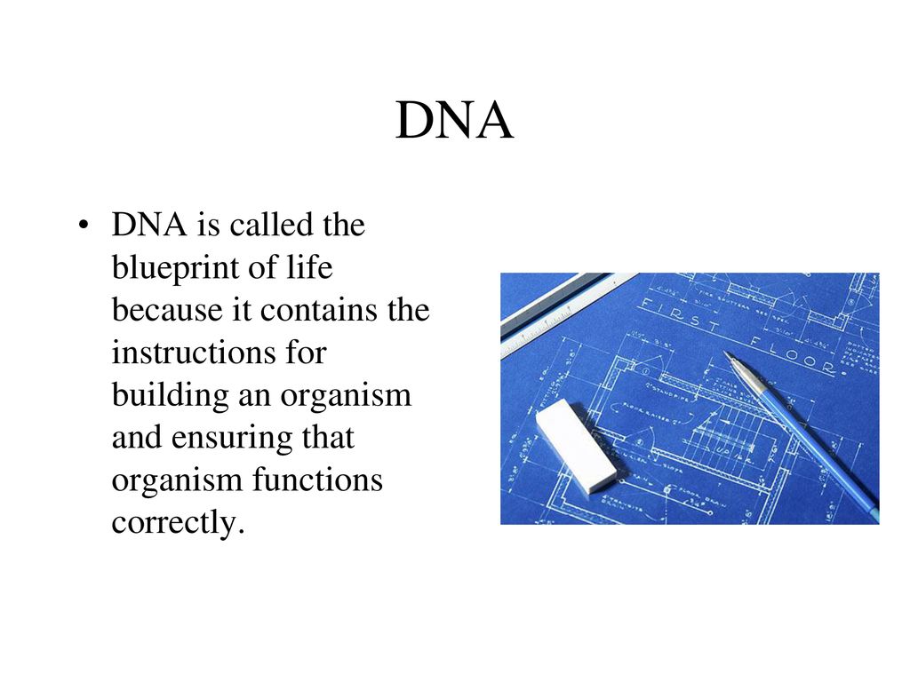 DNA and RNA. ppt download