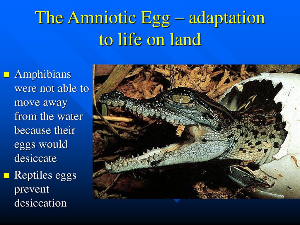 Reptiles. - ppt download