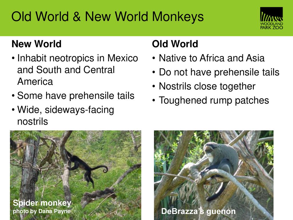 Old World Monkeys Overview, List & Characteristics - Video