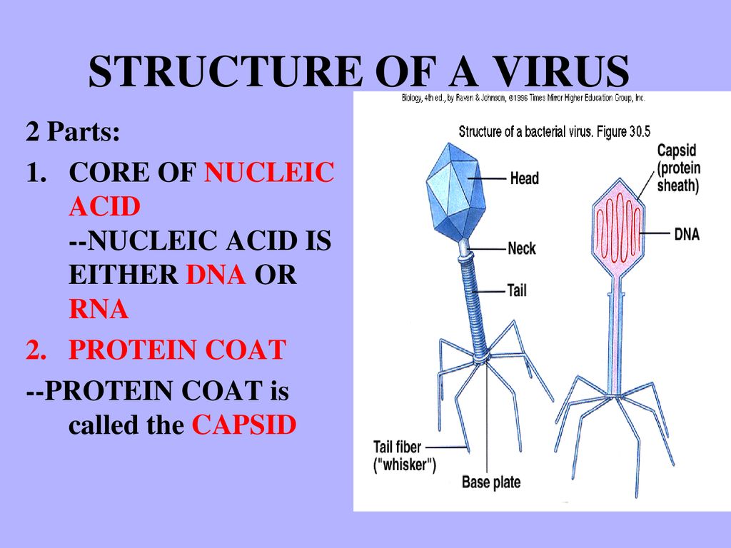 Virus Notes Ch 18 Sec 1 2 3 Ppt Download