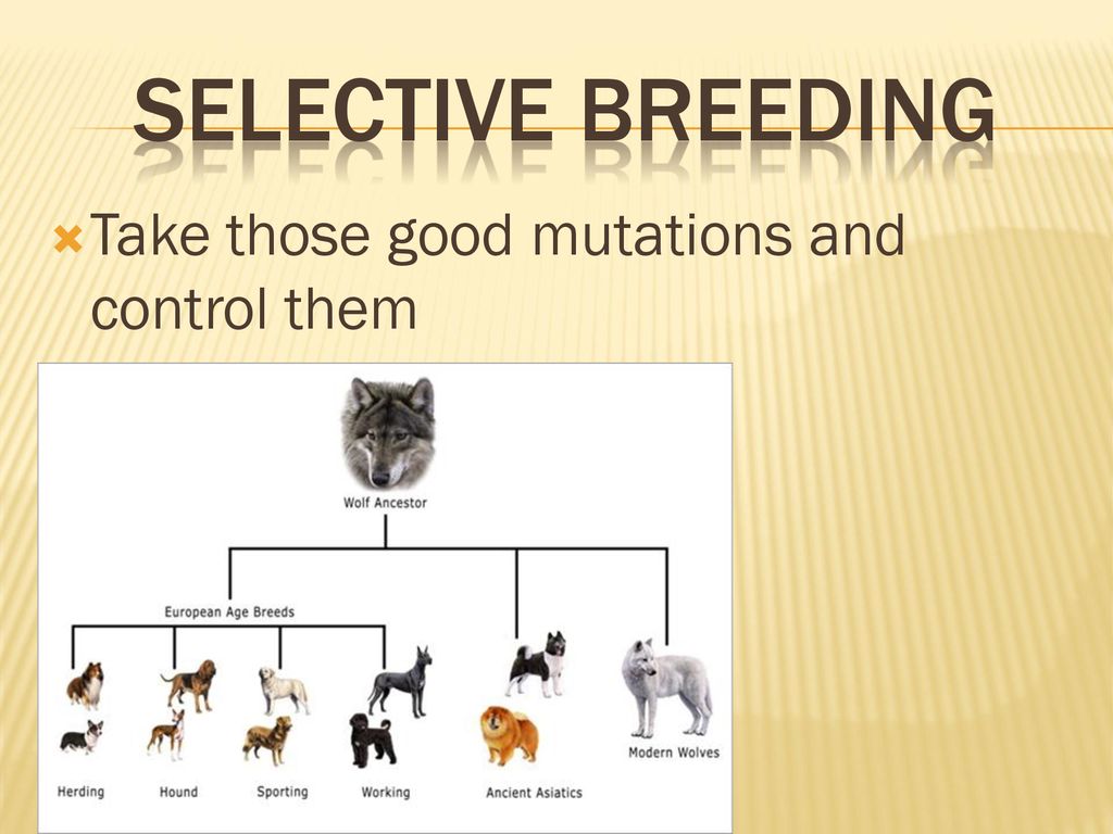 Genetics – The study of Inheritance - ppt download