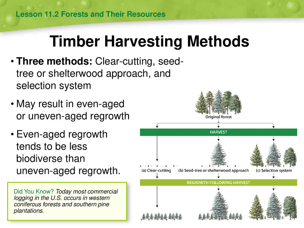 Forestry. - ppt download