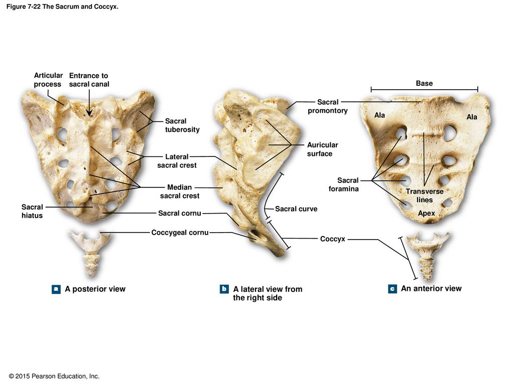 Chapter 7: The Axial Skeleton - ppt download