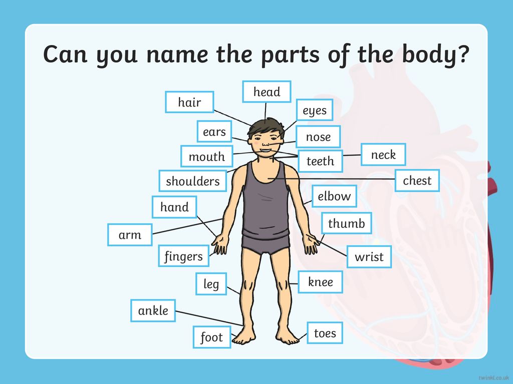 There are lots of different parts to our body. - ppt download