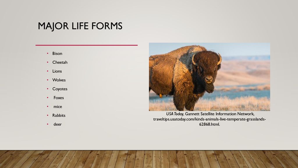 Temperate grassland BY: Jacob Smith. - ppt download