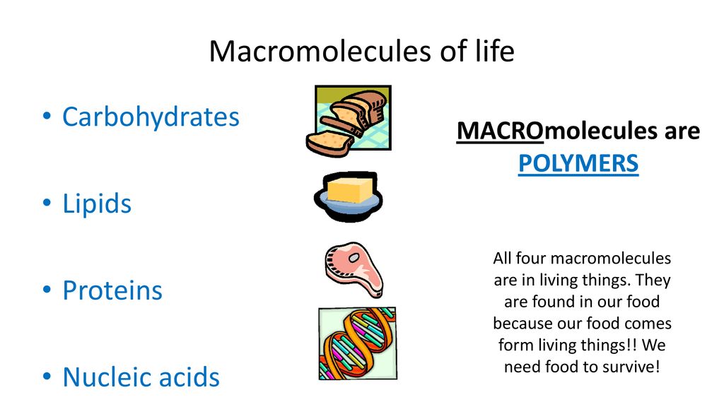 what are the 4 macromolecules found in all living things