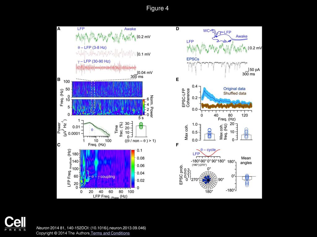 Figure 4 Theta-Coherent Synaptic Excitation in Hippocampal GCs in Awake Rats In Vivo.