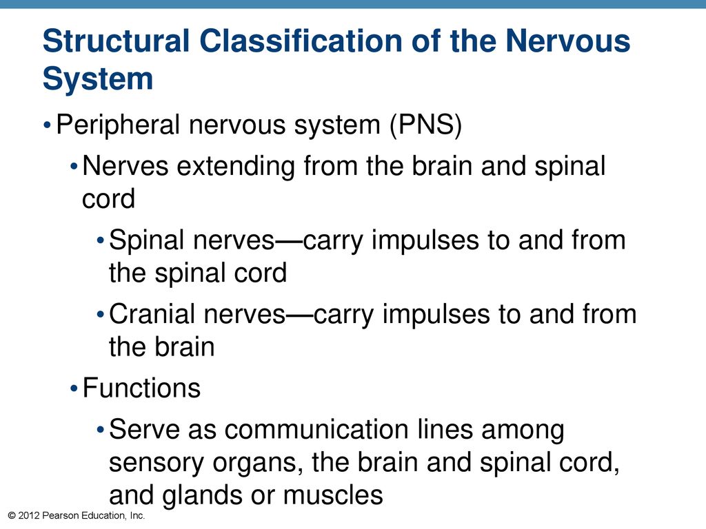 7 The Nervous System. - ppt download