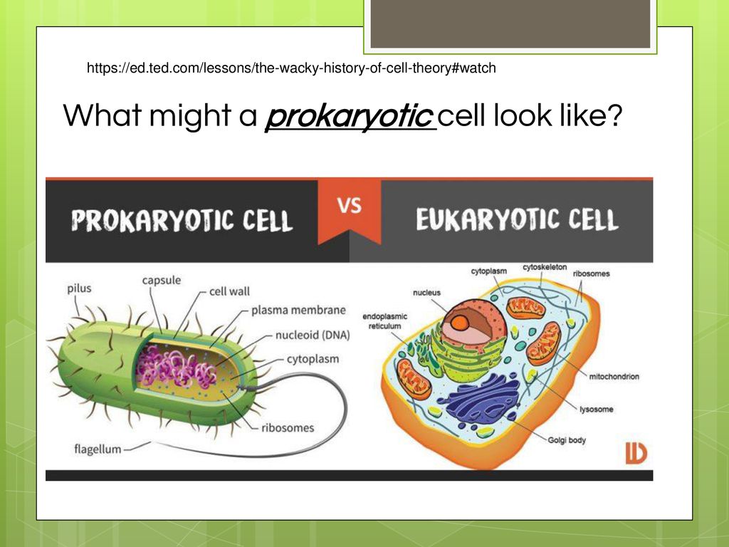What might a prokaryotic cell look like
