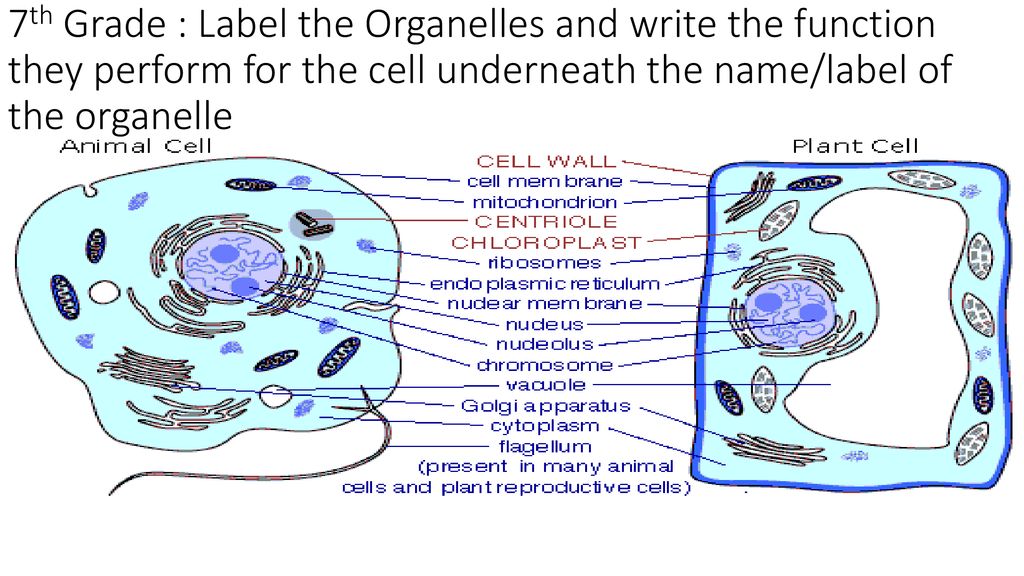 Plant Cell Diagram 7th Grade With Chromosomes