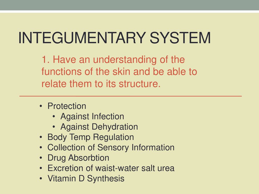 Integumentary System 1 Have An Understanding Of The