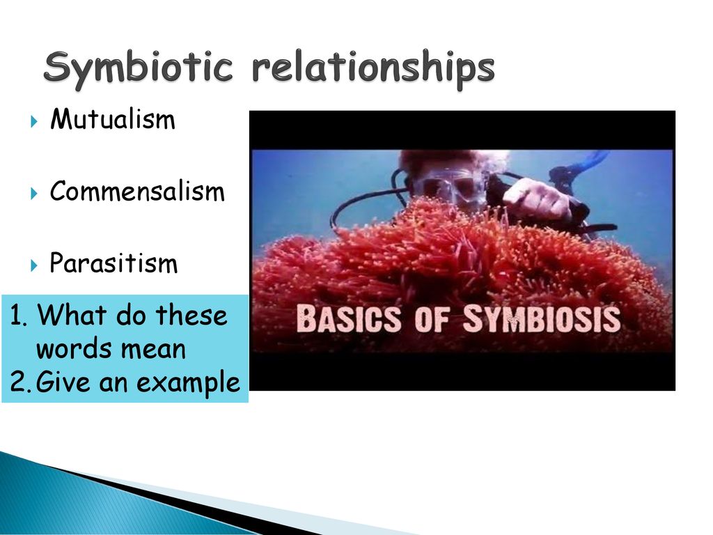 Environmental feeding and relationships revision - ppt download