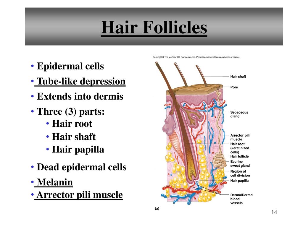 Hair Follicles Epidermal cells Tube-like depression